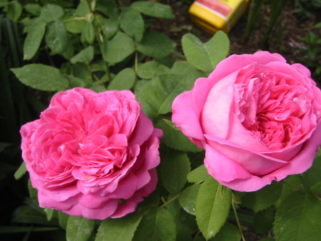 розы Mrs. John Laing